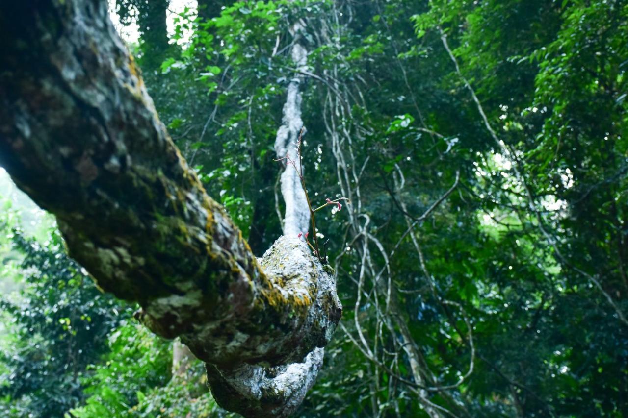 Sinharaja Kurulu Ella Eco Resort Денияя Екстериор снимка